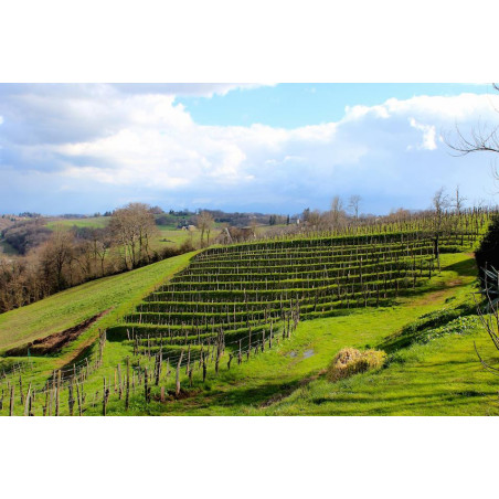 Domaine Camin Larredya