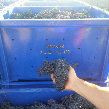 Champagne Bruno Paillard