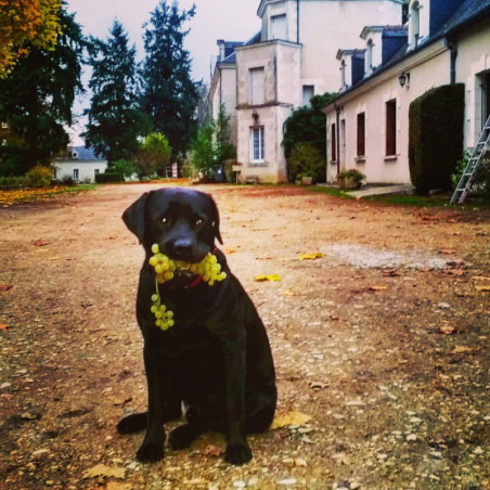 Château de Quinçay