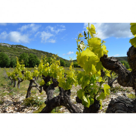 Domaine du Petit Oratoire