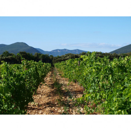 Maxime-François Laurent