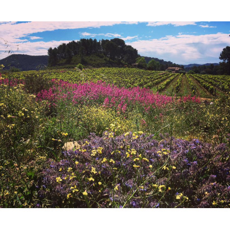 Le domaine de la Tour du Bon