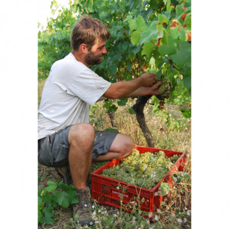 Domaine des Vignes Rouges