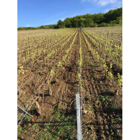 Champagne Franck Pascal