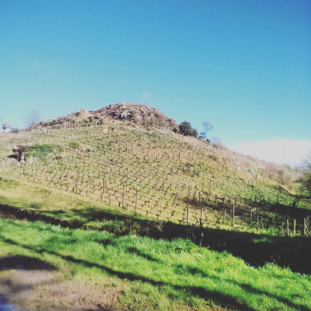 Domaine Pithon-Paillé