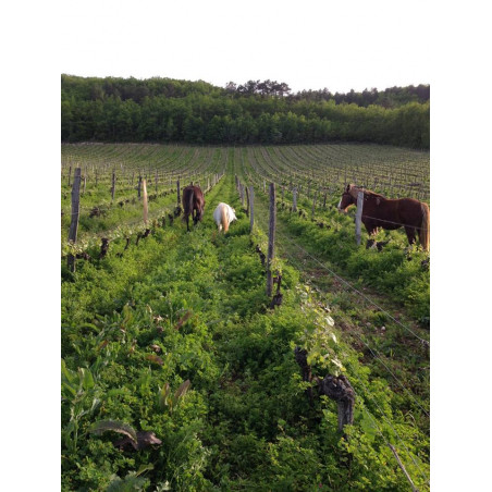 Domaine Cosse-Maisonneuve