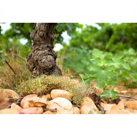 Vignerons d’Estézargues